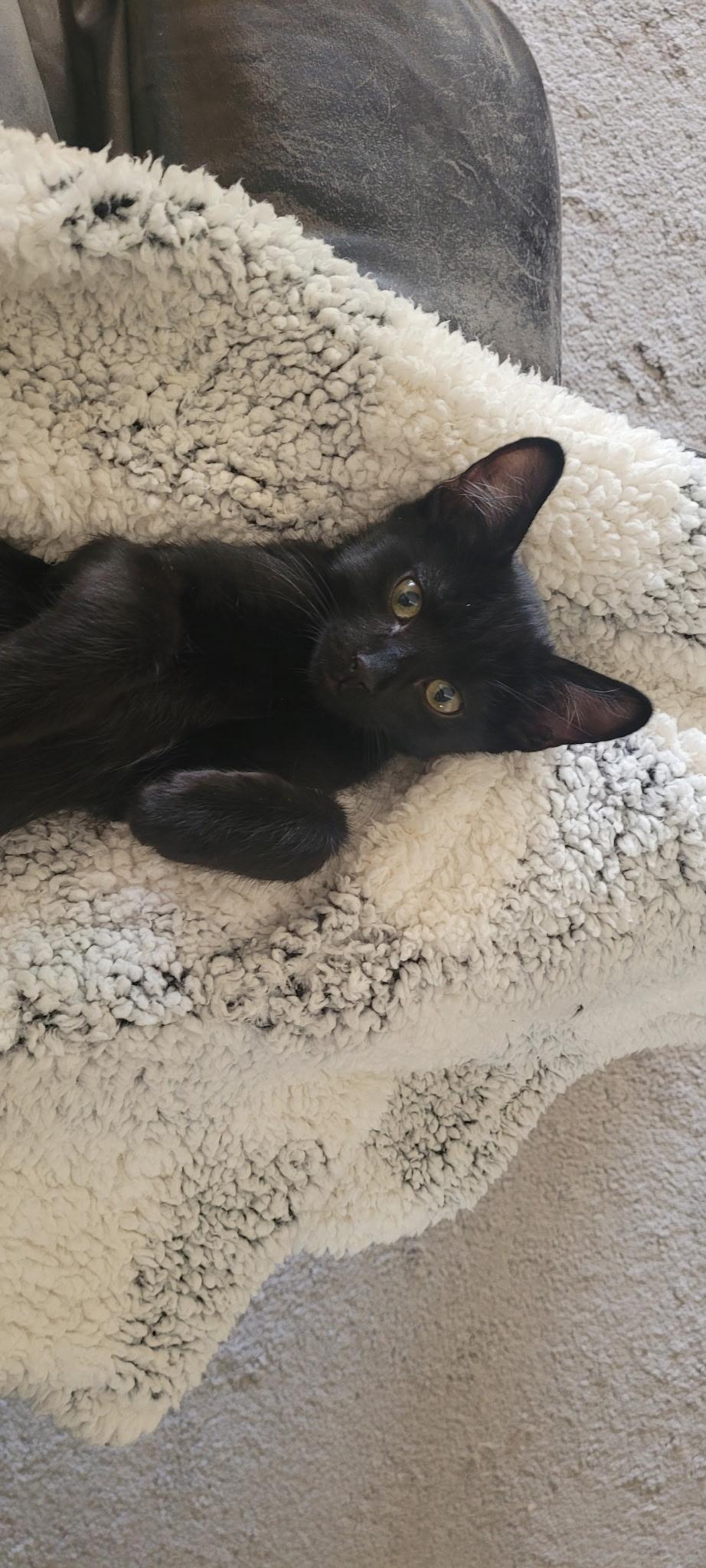 Russell, a Adoptable Domestic Short Hair in Fountain Valley, CA image 3/6