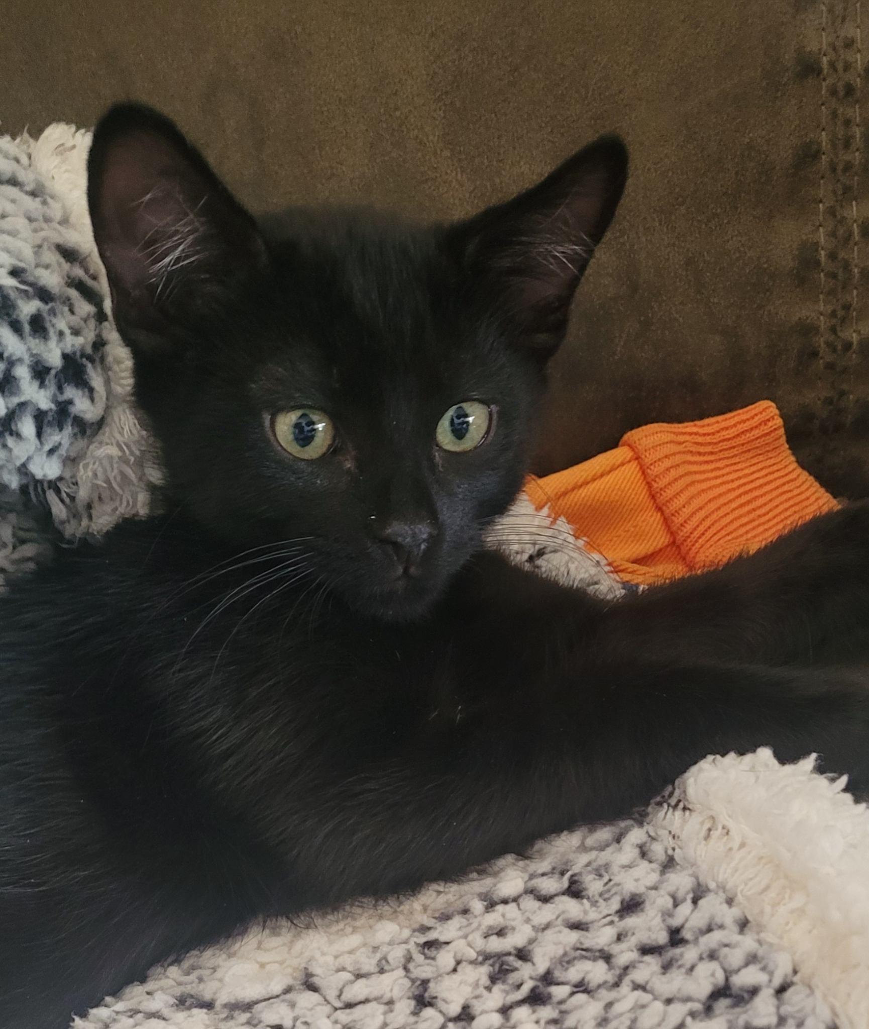 Russell, a Adoptable Domestic Short Hair in Fountain Valley, CA image 4/6