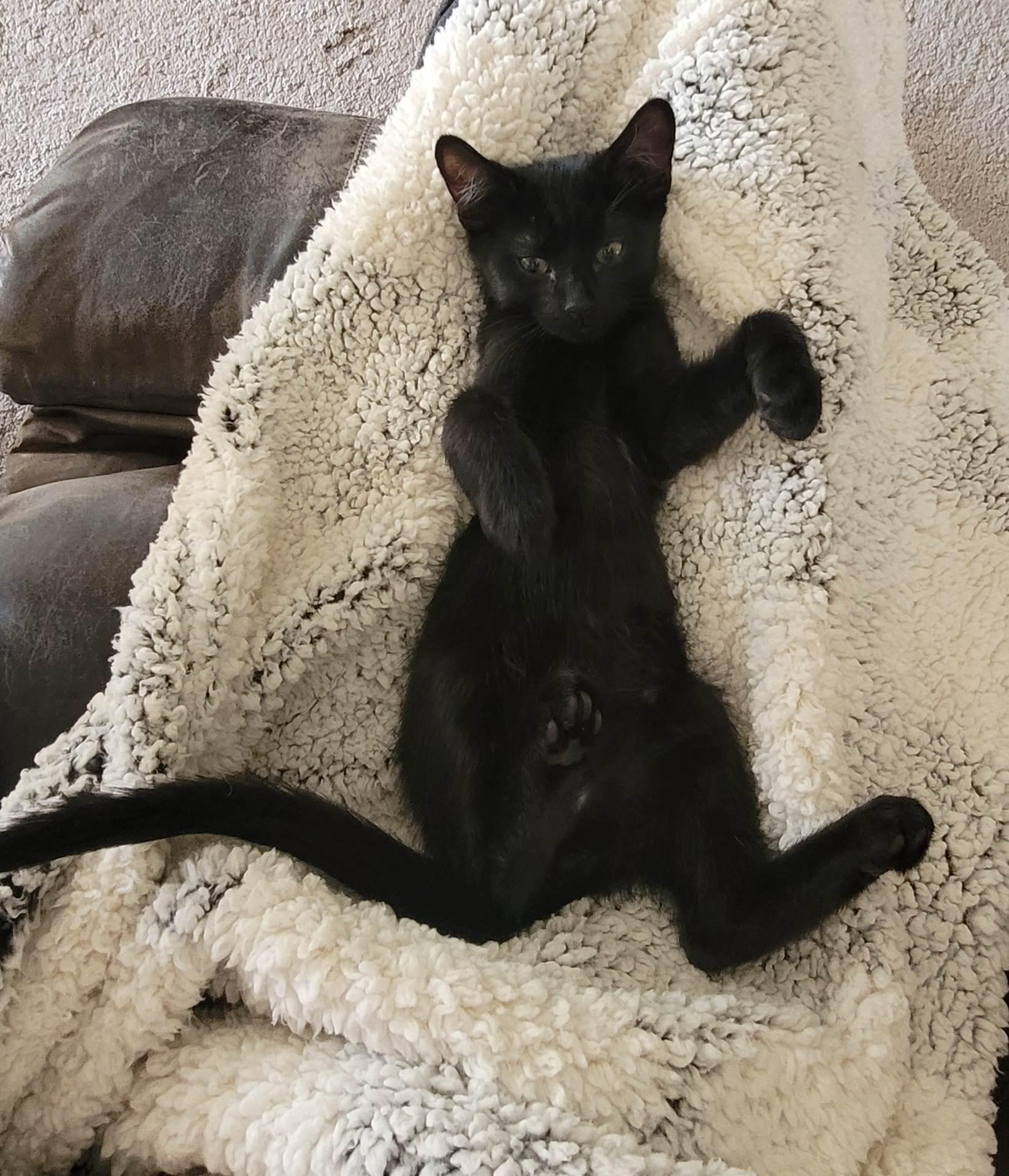 Russell, a Adoptable Domestic Short Hair in Fountain Valley, CA image 5/6