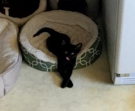 Russell, Adoptable, Young Male Domestic Short Hair.