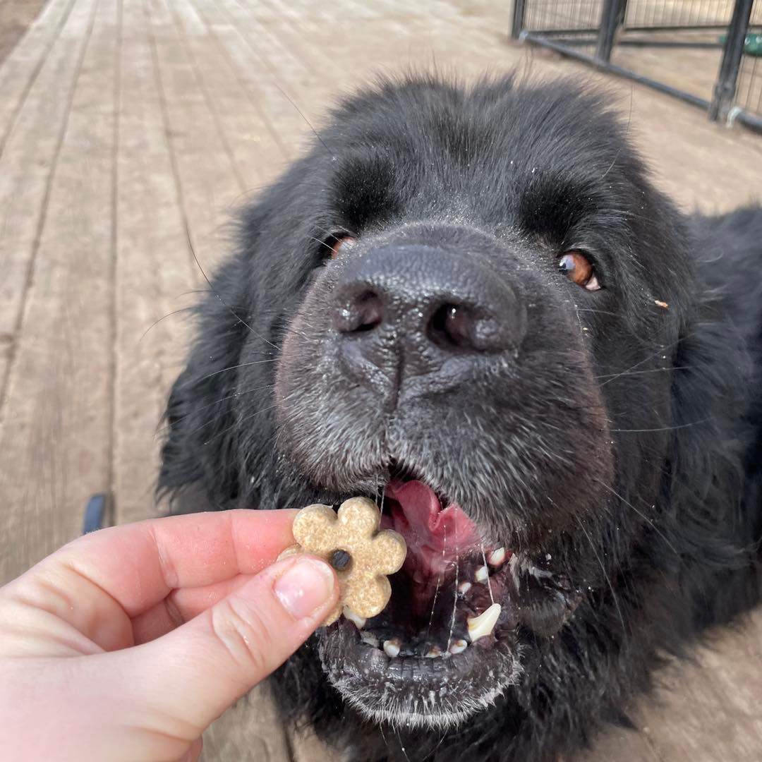 Gia, an adoptable Newfoundland Dog in North Branch, MN, 55056 | Photo Image 2
