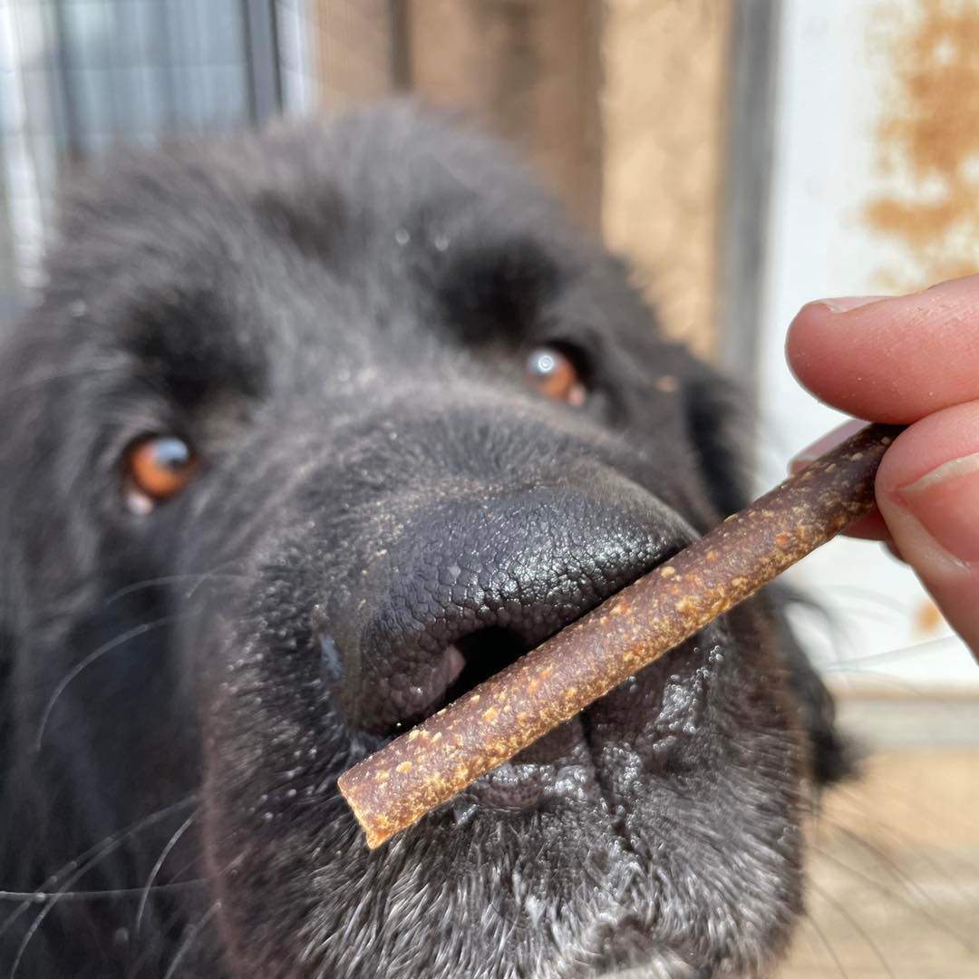Gia, an adoptable Newfoundland Dog in North Branch, MN, 55056 | Photo Image 3