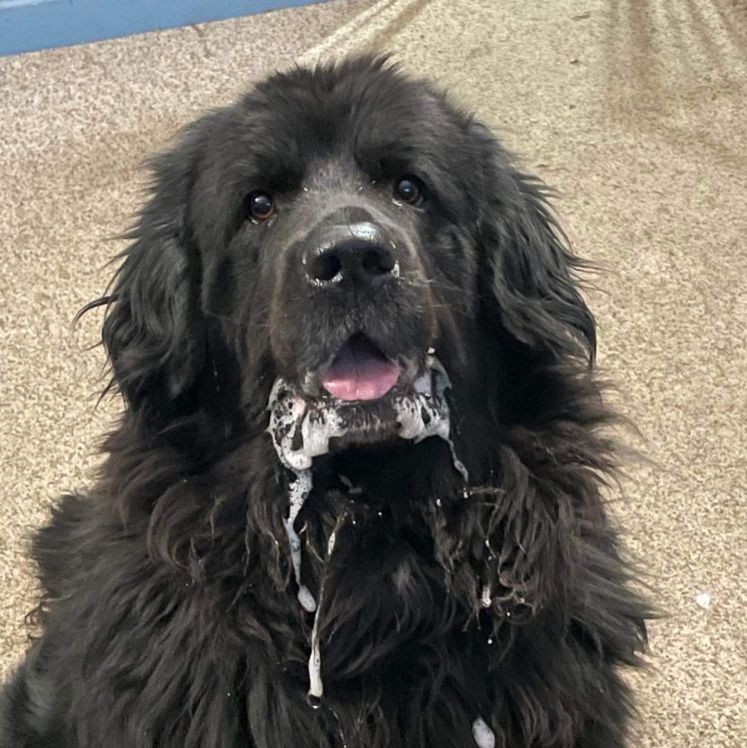 Gia, a Adoptable Newfoundland Dog in North Branch, MN image 4/6