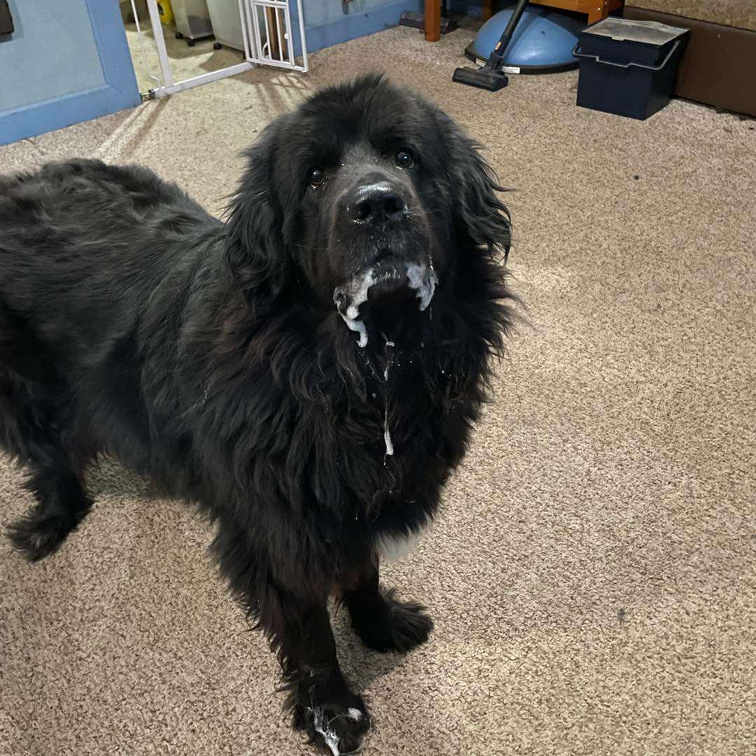Gia, a Adoptable Newfoundland Dog in North Branch, MN image 5/6