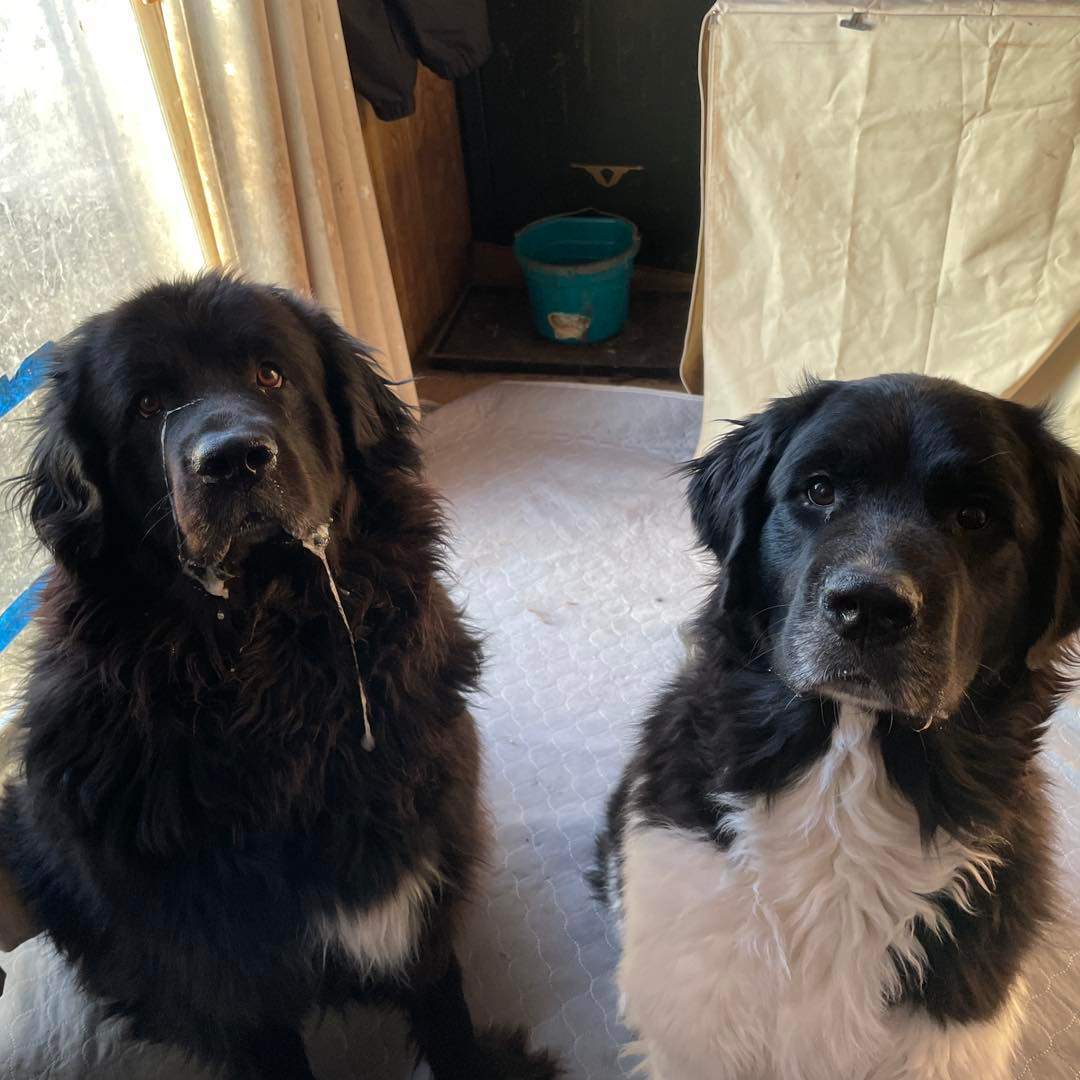 Gia, a Adoptable Newfoundland Dog in North Branch, MN image 6/6