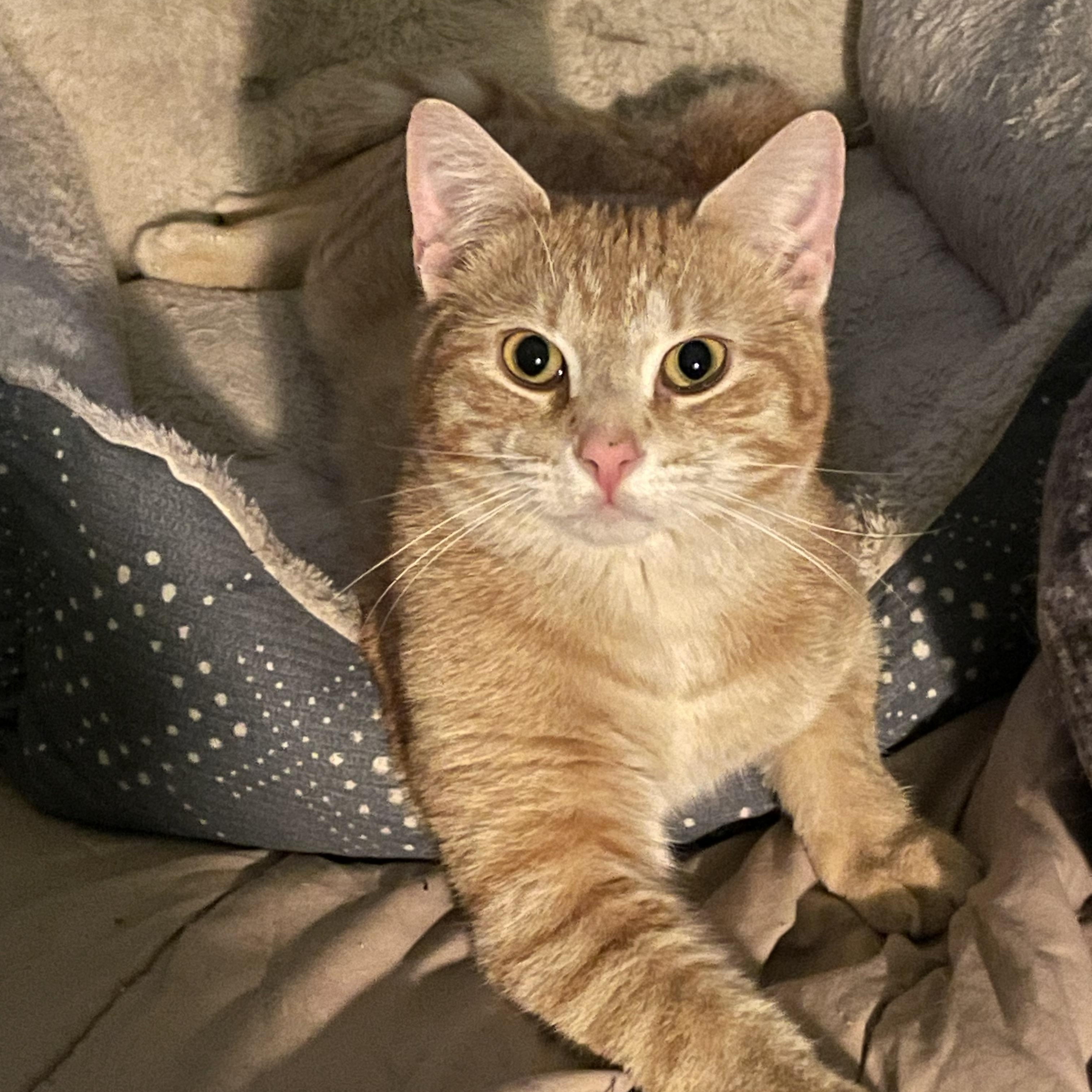 Toby, adopted, Young Male Domestic Short Hair.