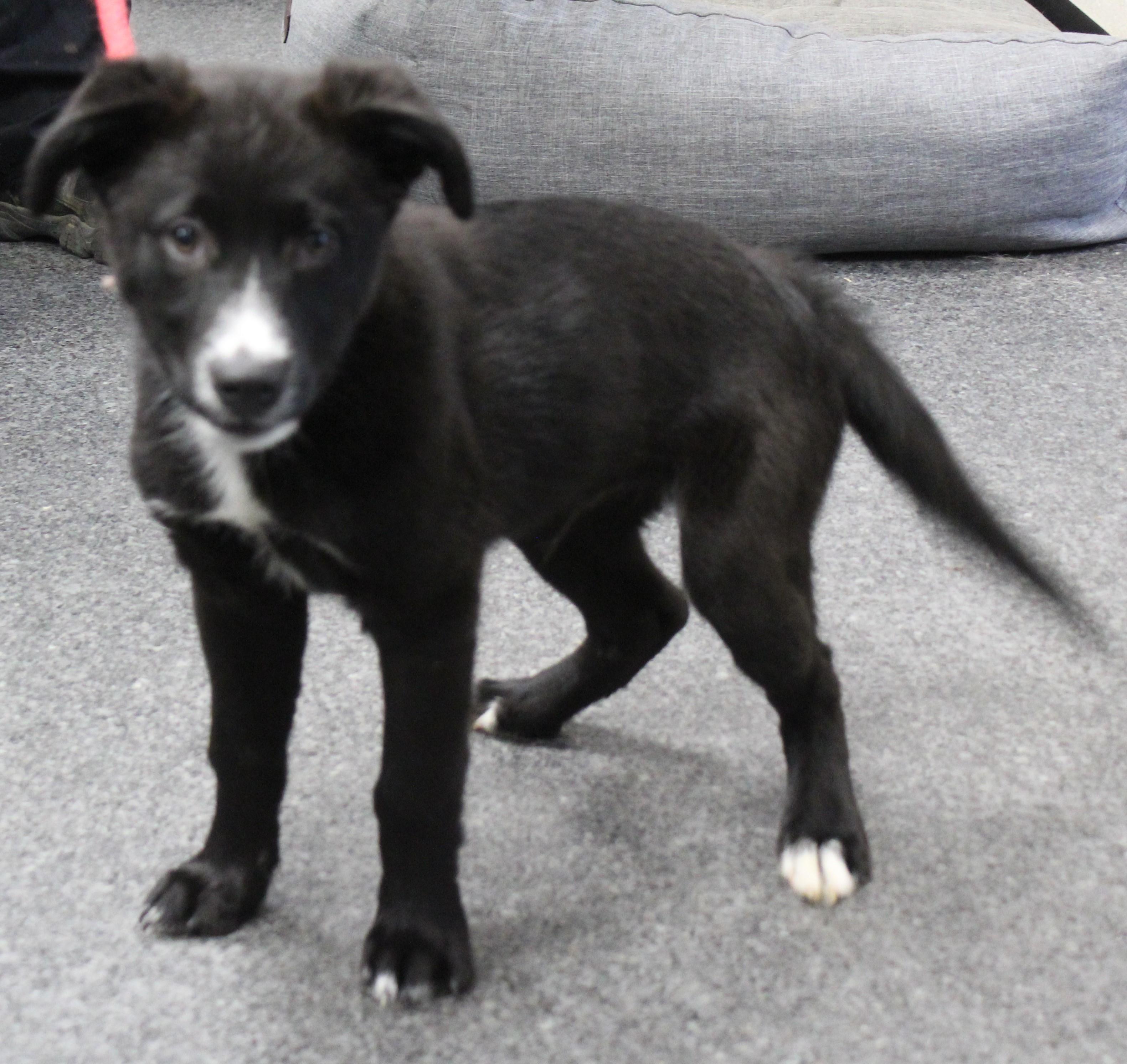 Enlarge Russ (11661), a ADOPTABLE mixed breed in Heath, OH image 1/2