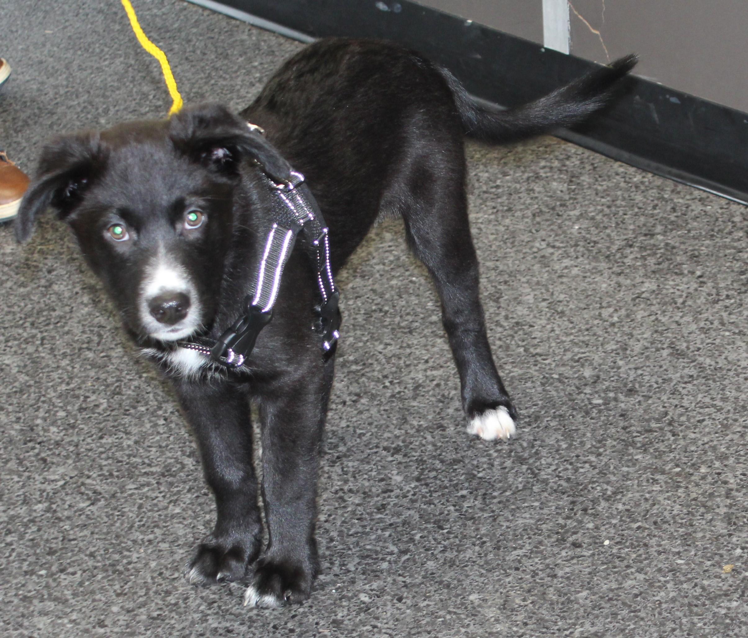 Enlarge Russ (11661), a ADOPTABLE mixed breed in Heath, OH image 2/2