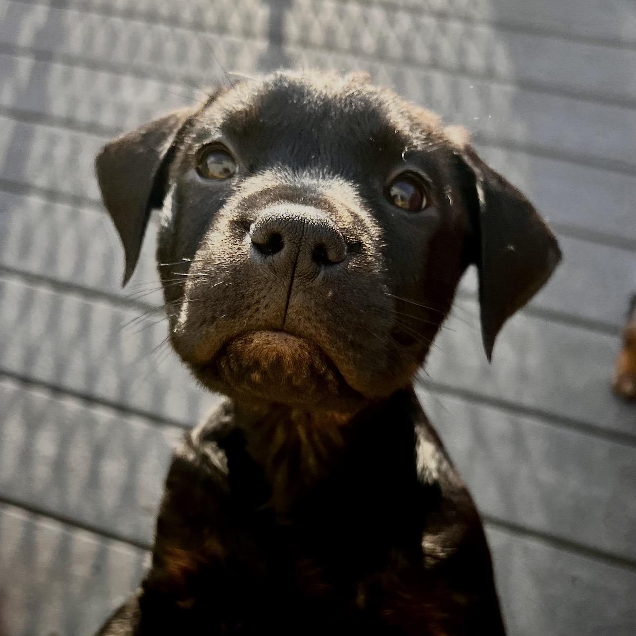 Enlarge Bean Sprout, a Adoptable mixed breed in Griswold, CT image 3/5