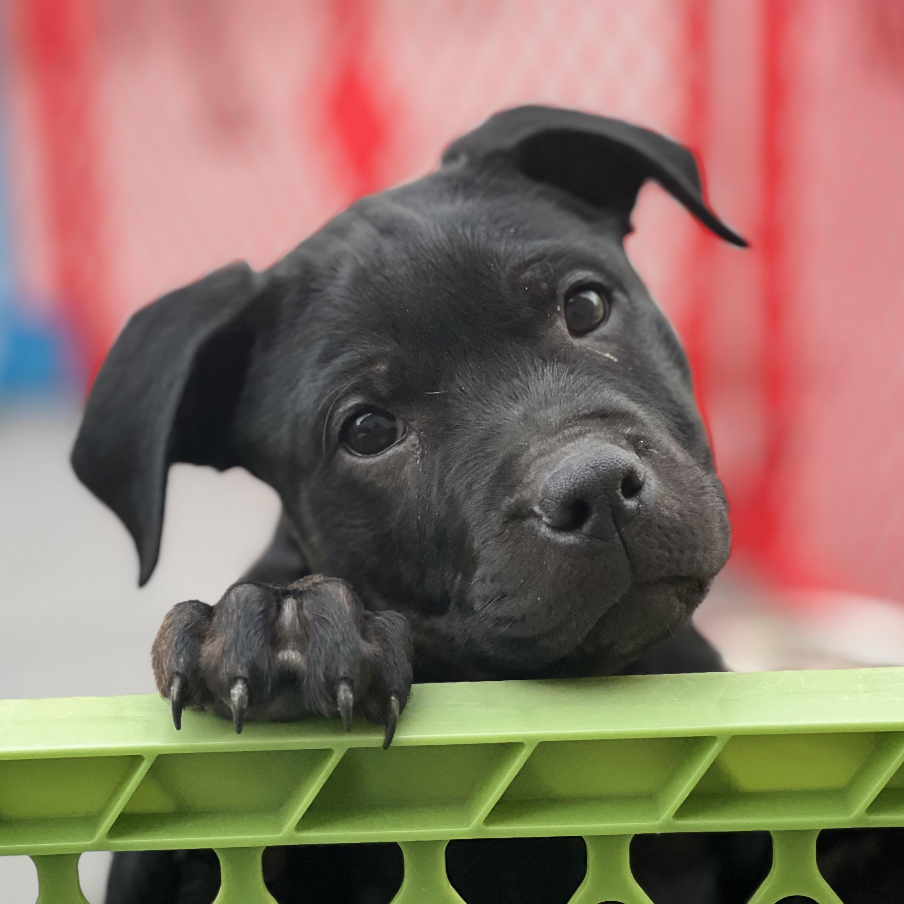 Enlarge Bean Sprout, a Adoptable mixed breed in Griswold, CT image 2/5
