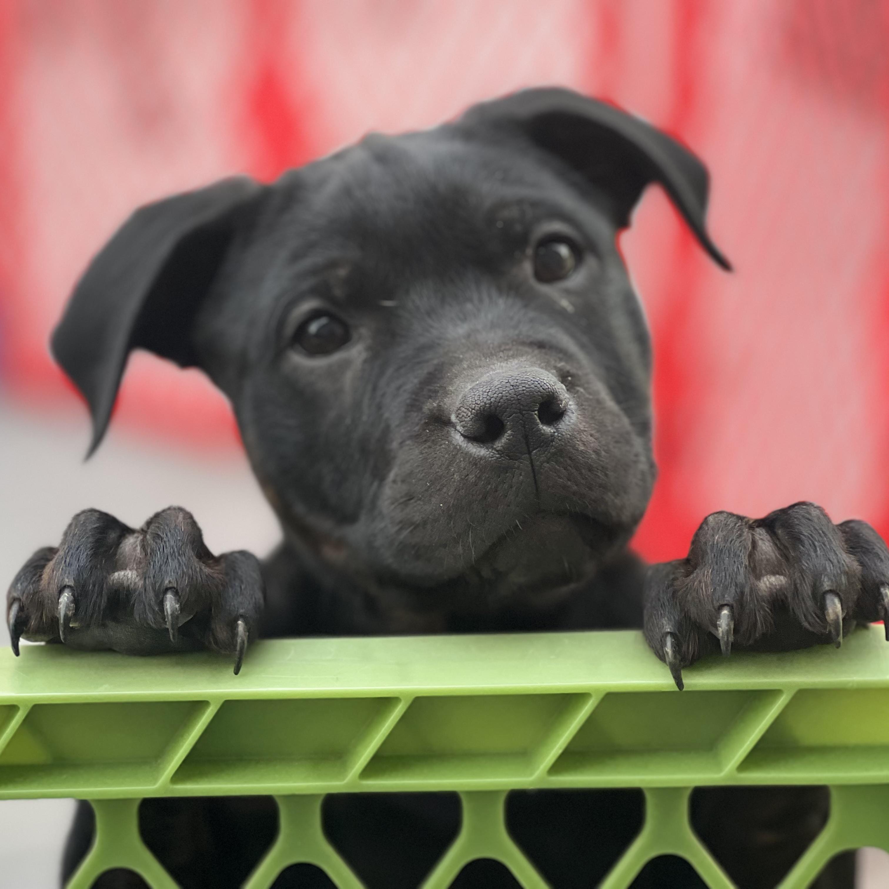 Enlarge Bean Sprout, a Adoptable mixed breed in Griswold, CT image 4/5