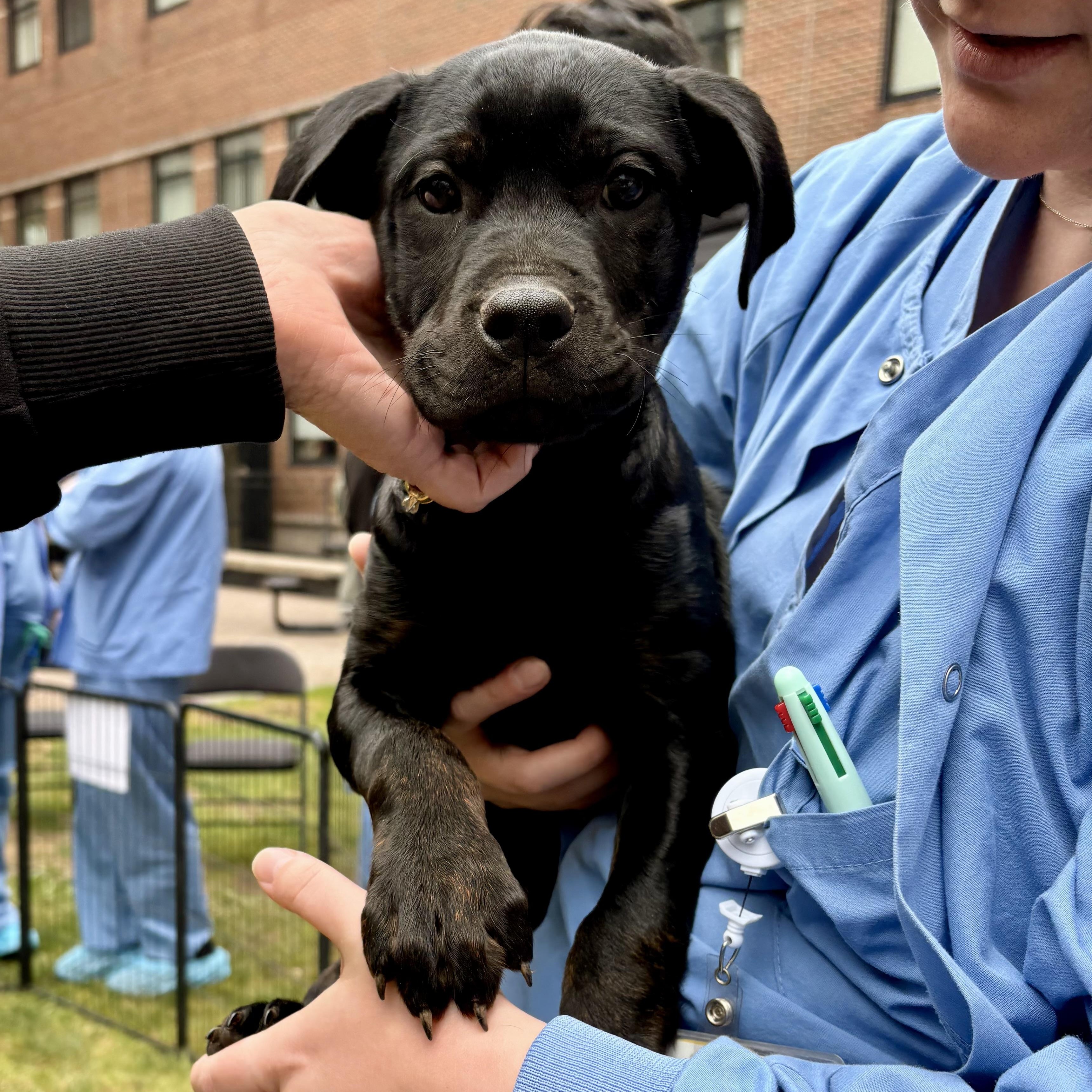 Enlarge Bean Sprout, a Adoptable mixed breed in Griswold, CT image 1/5