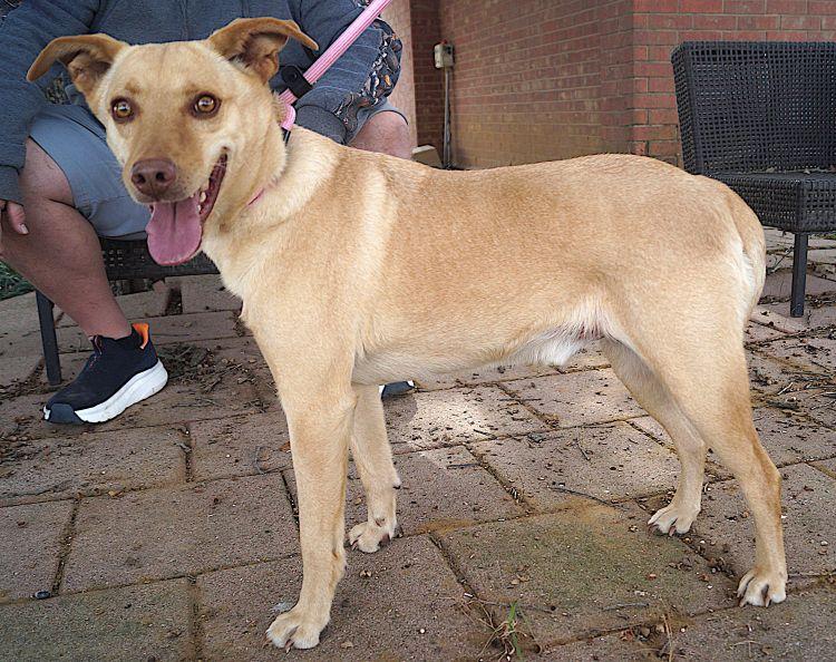 Bennington, Adoptable, Adult Male Labrador Retriever.