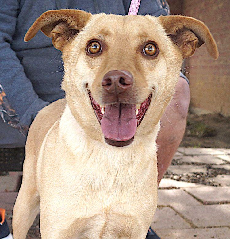 Enlarge Bennington, a Adoptable mixed breed in Carrollton, TX image 2/2
