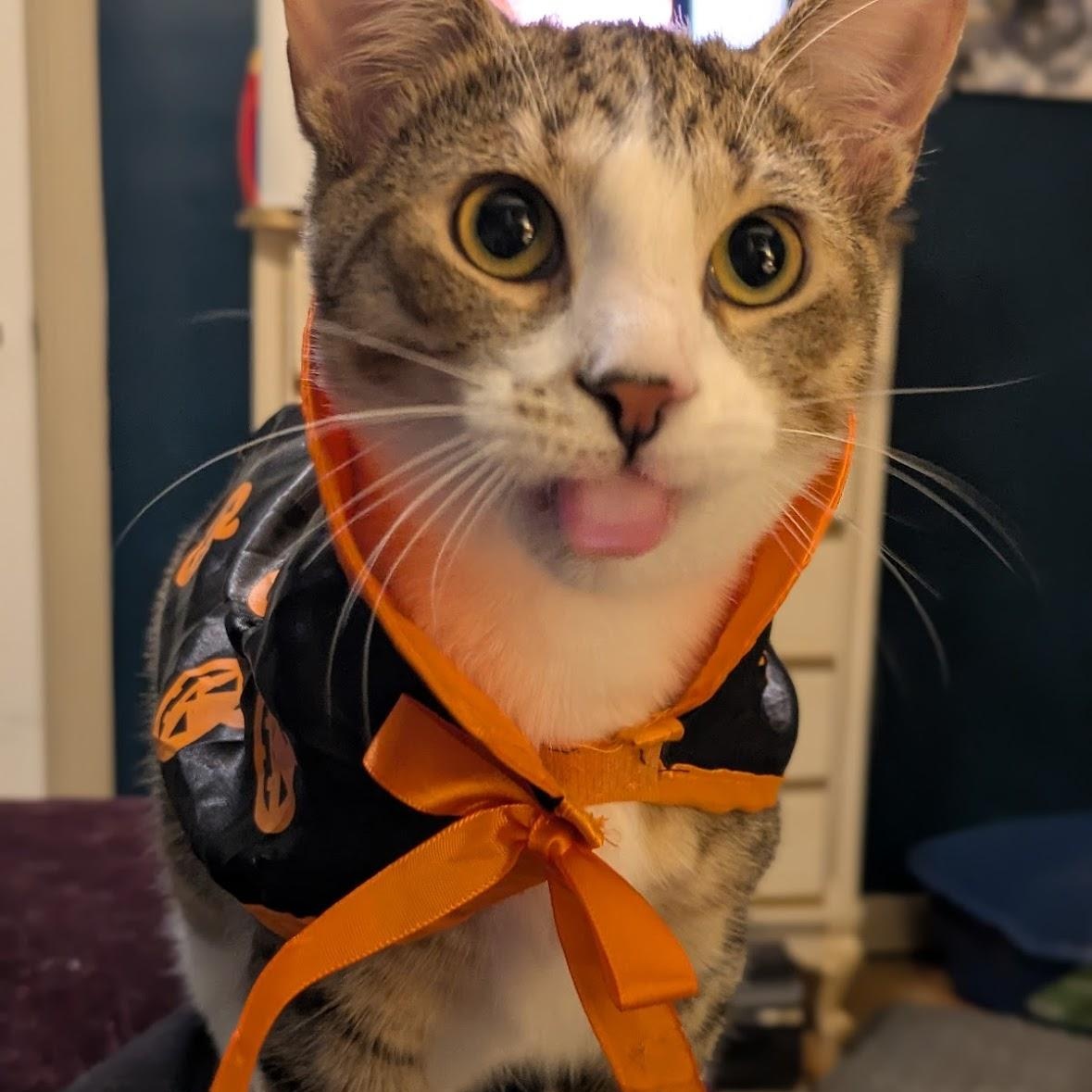 Jack Jack, a Adoptable Domestic Short Hair in Hudsonville, MI image 2/6