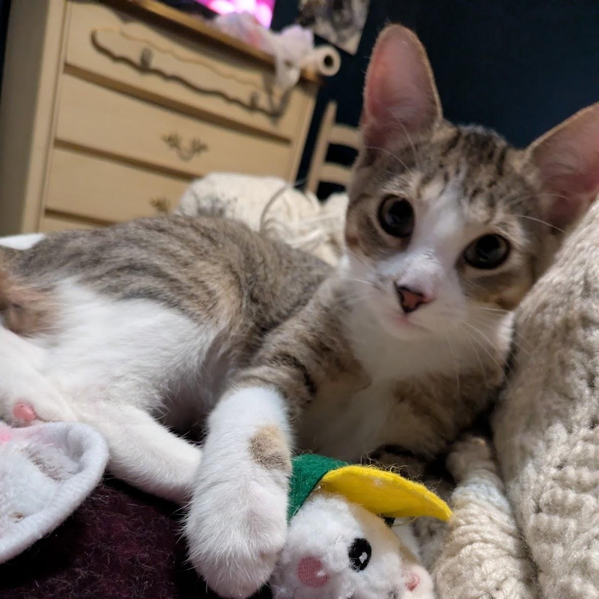 Jack Jack, a Adoptable Domestic Short Hair in Hudsonville, MI image 3/6