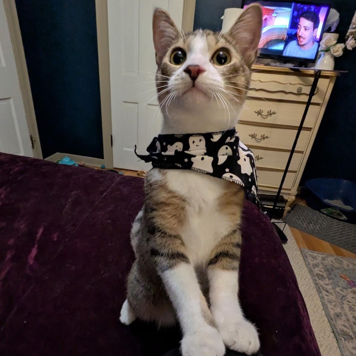 Jack Jack, a Adoptable Domestic Short Hair in Hudsonville, MI image 6/6