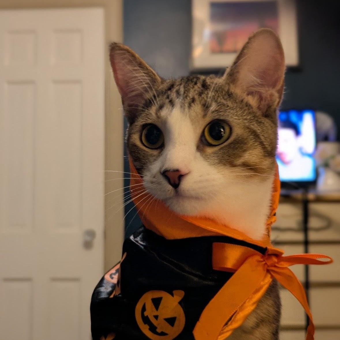 Jack Jack, Adoptable, Kitten Male Domestic Short Hair.