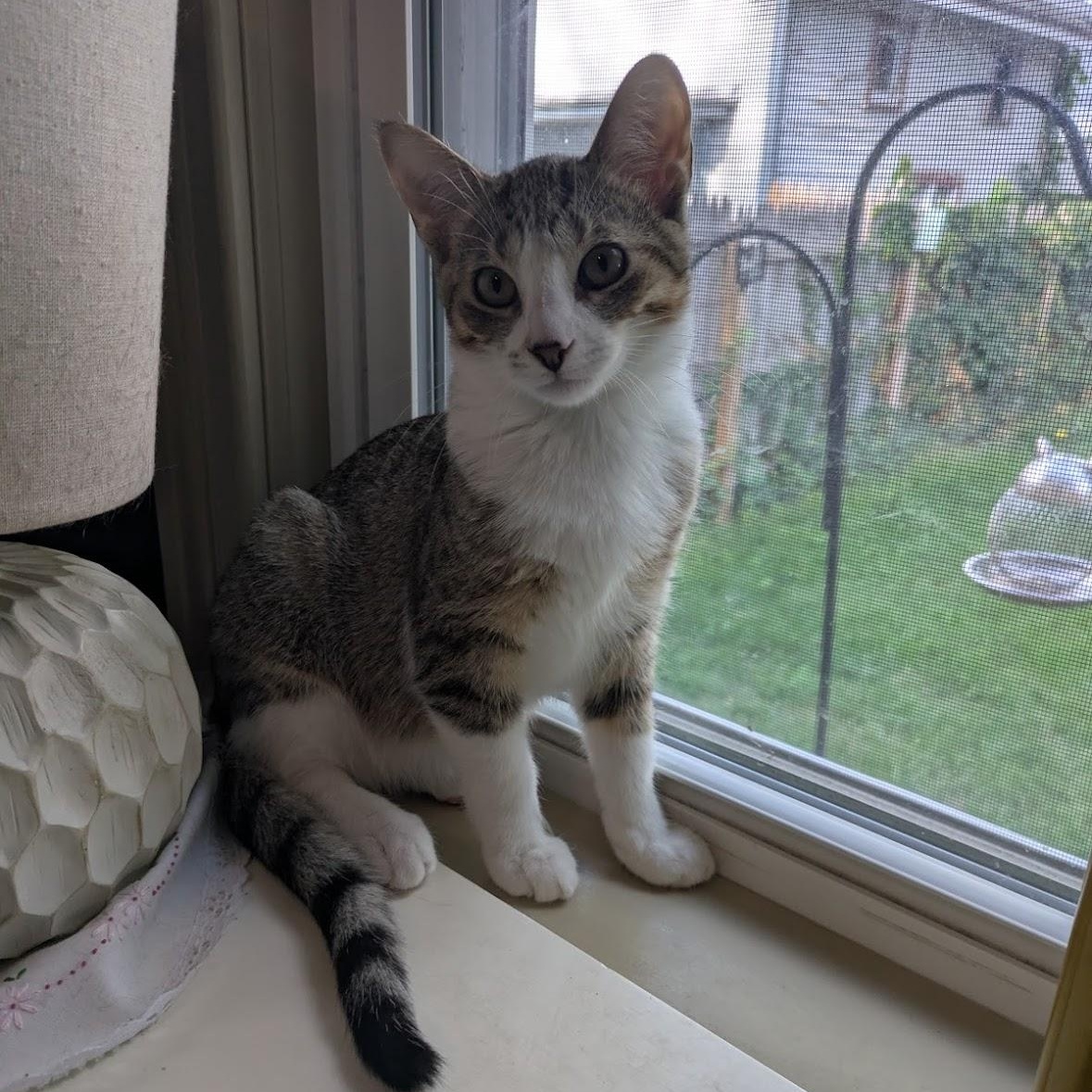 Jack Jack, a Adoptable Domestic Short Hair in Hudsonville, MI image 4/6