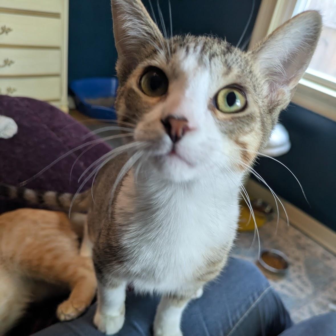 Jack Jack, a Adoptable Domestic Short Hair in Hudsonville, MI image 5/6