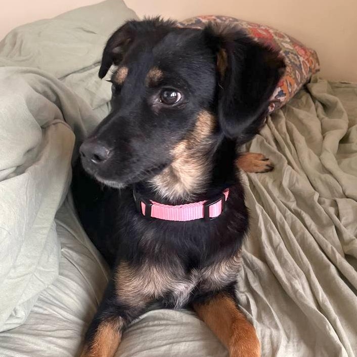 Enlarge Tina, a Adopted mixed breed in Morristown, NJ image 3/6