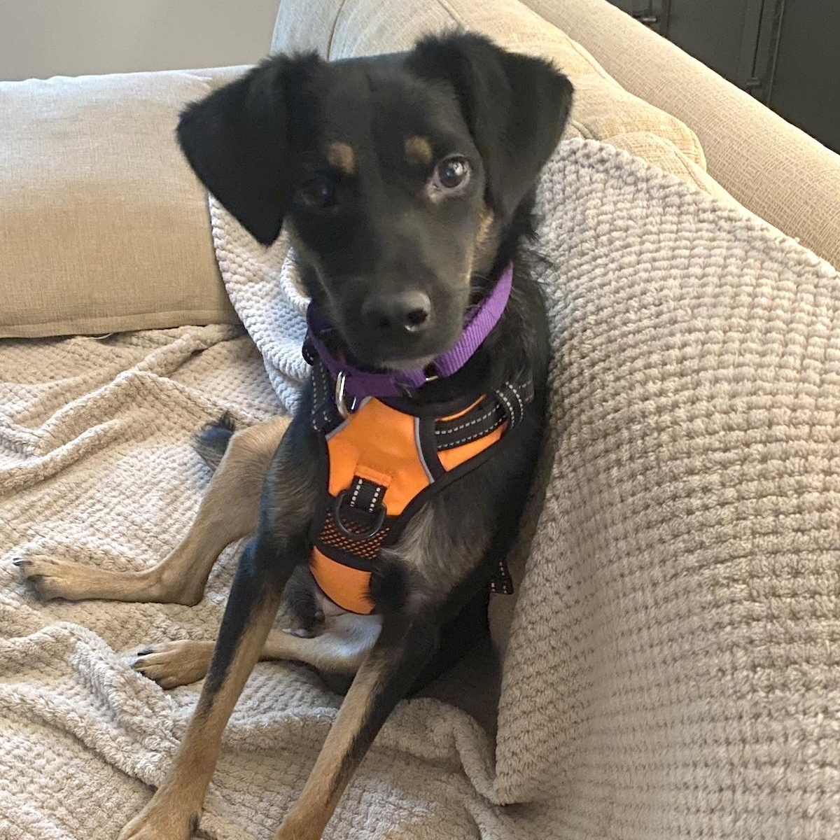 Enlarge Tina, a Adopted mixed breed in Morristown, NJ image 6/6