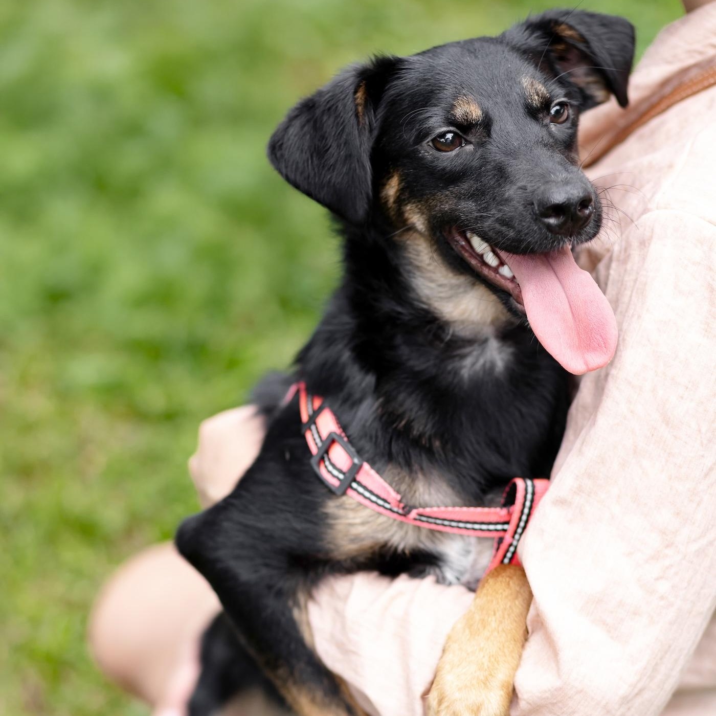 Enlarge Tina, a Adopted mixed breed in Morristown, NJ image 2/6