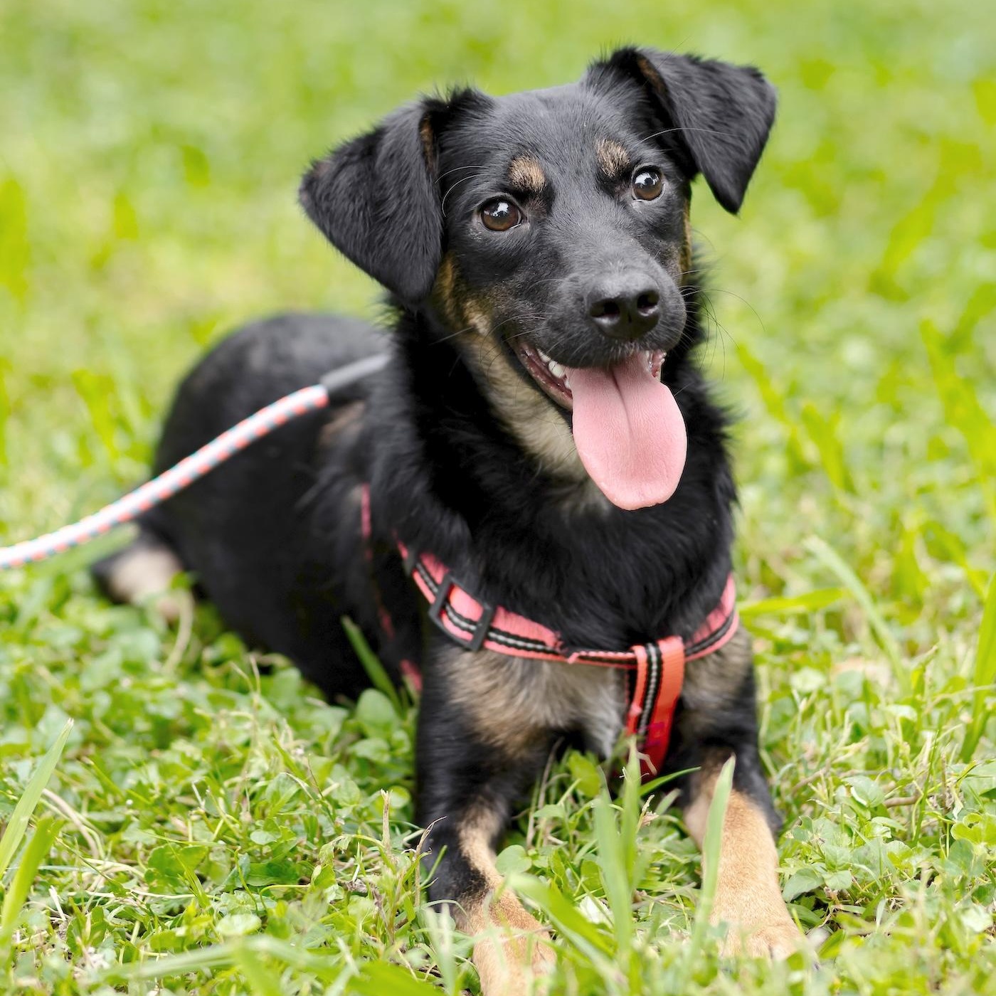 Enlarge Tina, a Adopted mixed breed in Morristown, NJ image 1/6