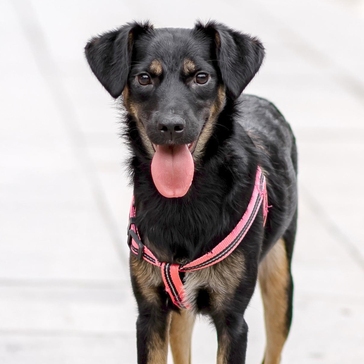 Enlarge Tina, a Adopted mixed breed in Morristown, NJ image 5/6
