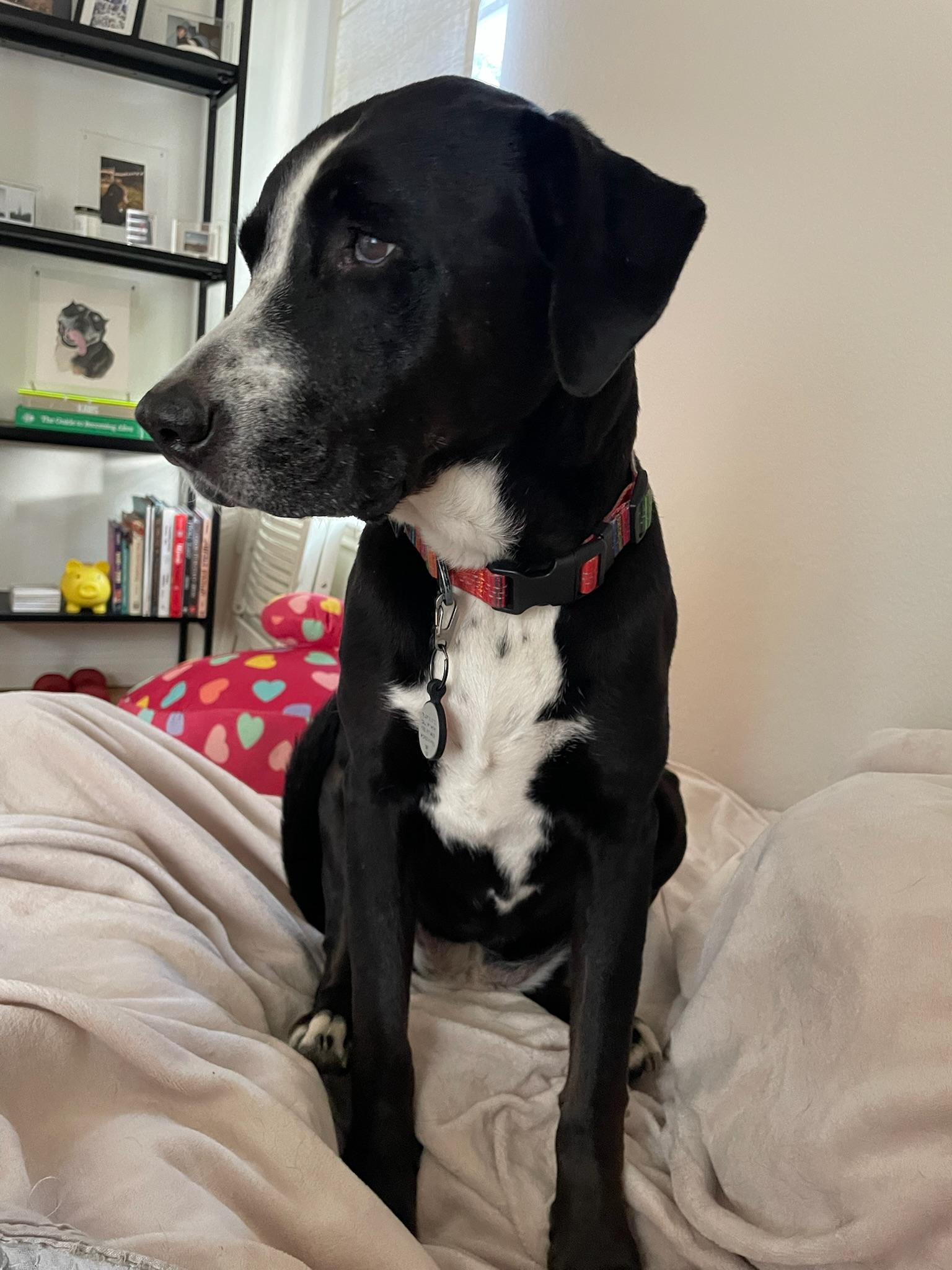 Clemy, an adoptable mixed breed in Austin, TX image 5/6