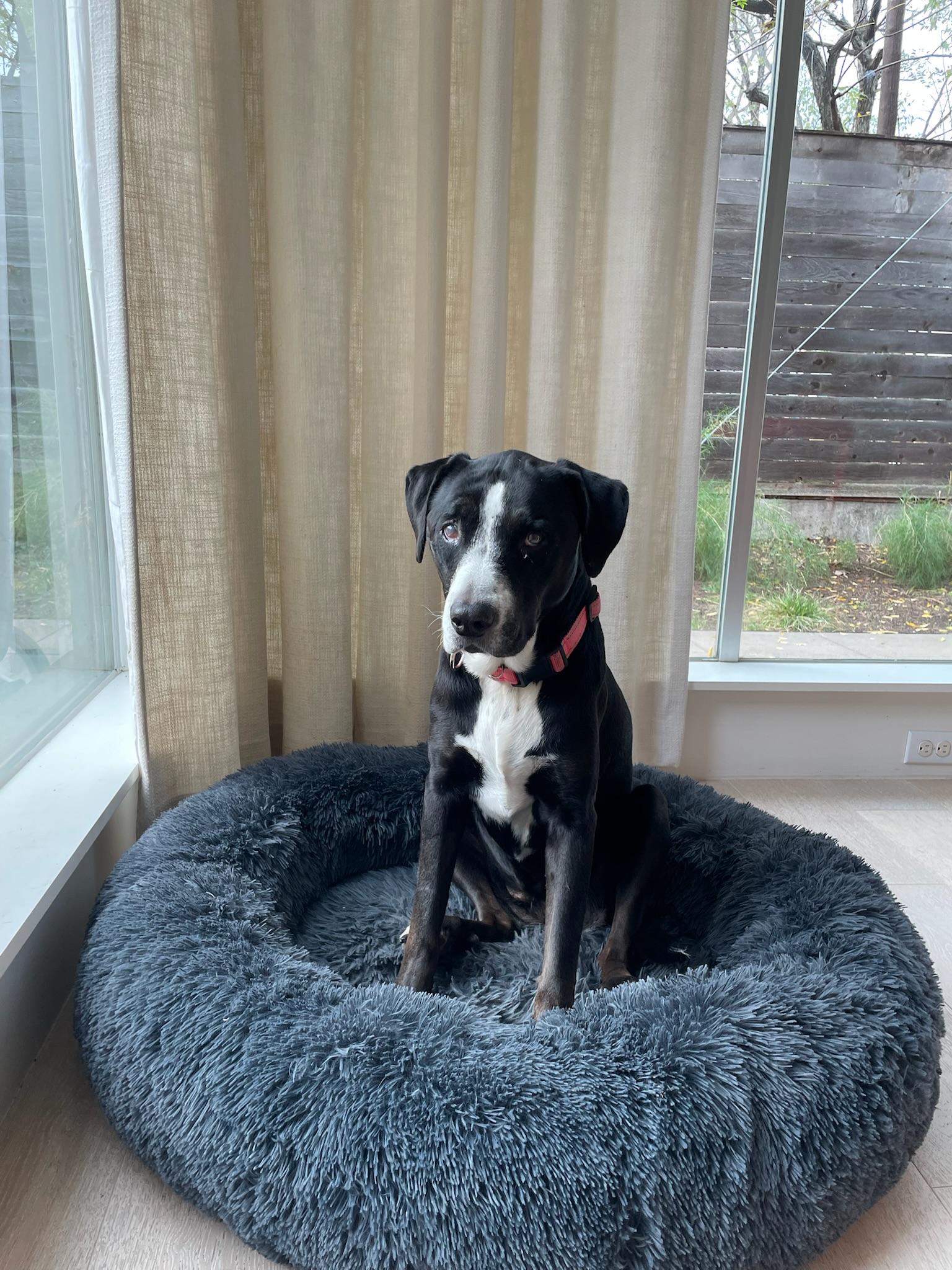 Clemy, adoptable, Senior Female Labrador Retriever & Collie.