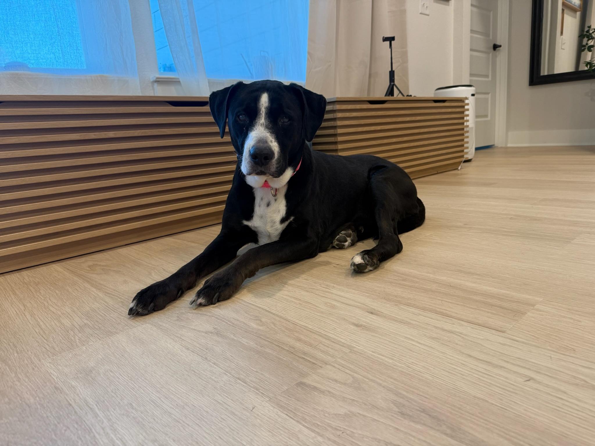 Clemy, Adoptable, Senior Female Labrador Retriever & Collie.