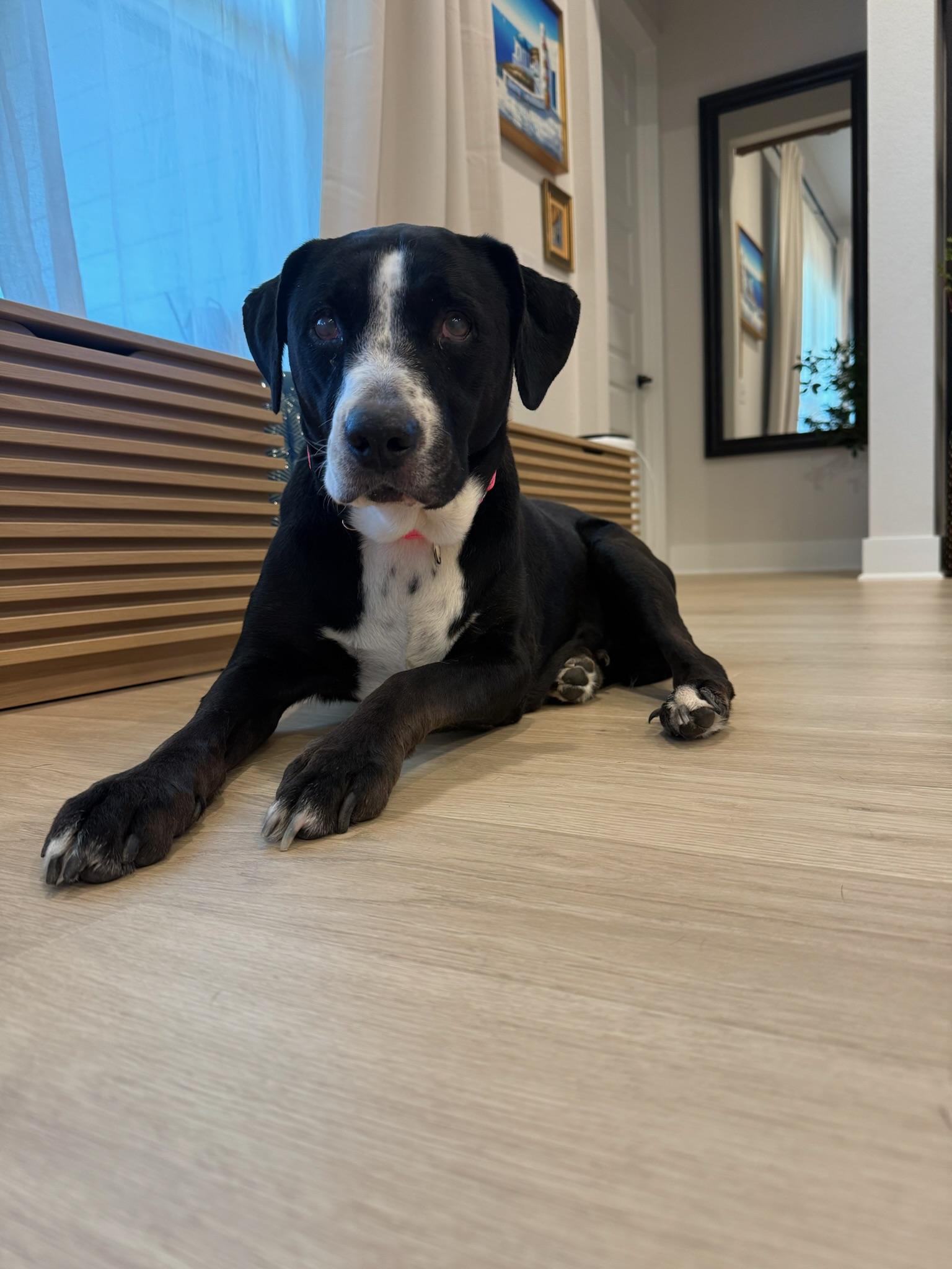 Clemy, a Adoptable mixed breed in Austin, TX image 3/4