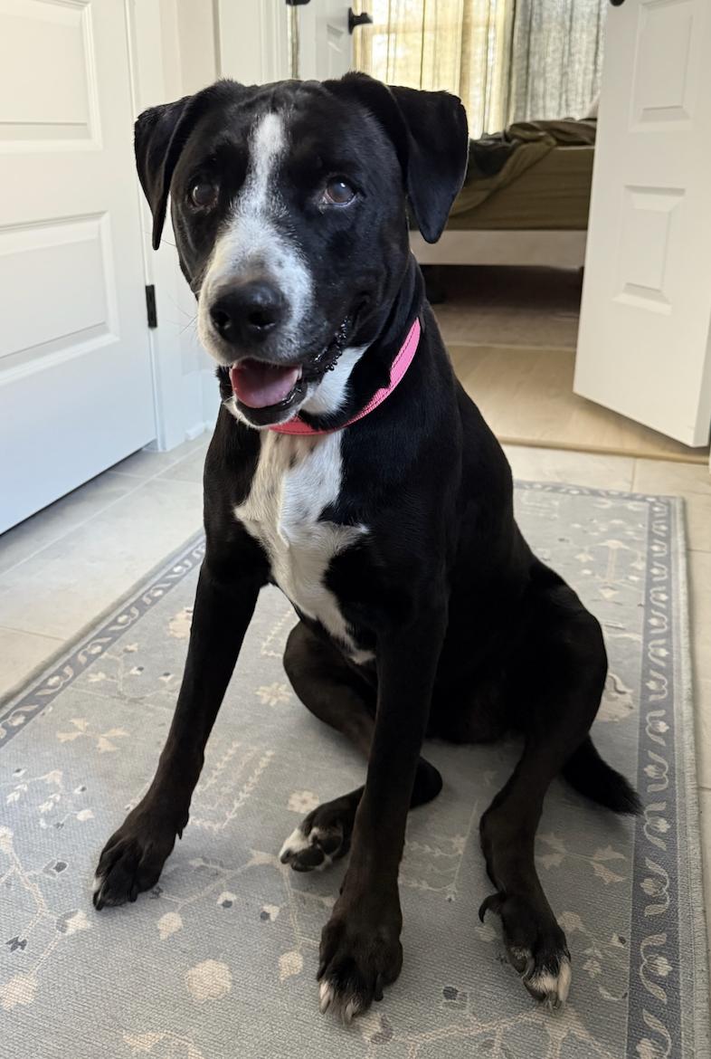 Clemy, adoptable, Senior Female Labrador Retriever & Collie.