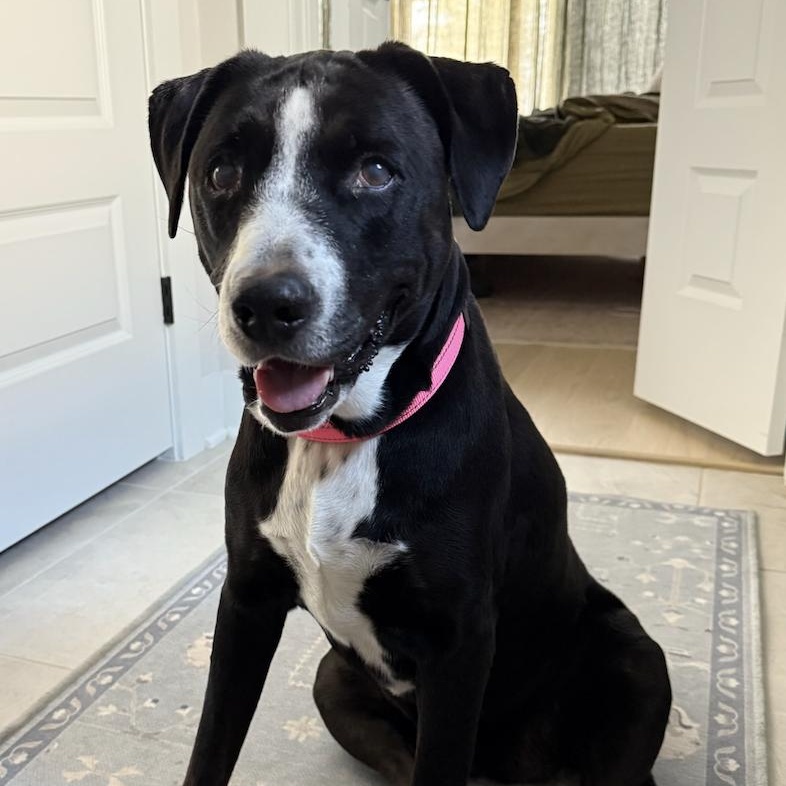 Clemy, an adoptable mixed breed in Austin, TX image 2/6