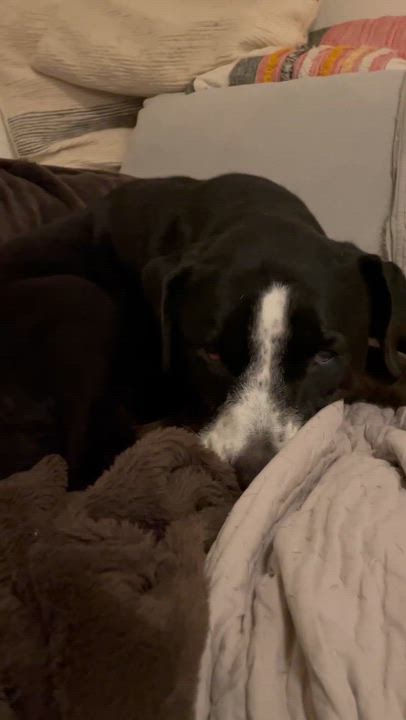 Enlarge Clemy, an adoptable mixed breed in Austin, TX video 6/6