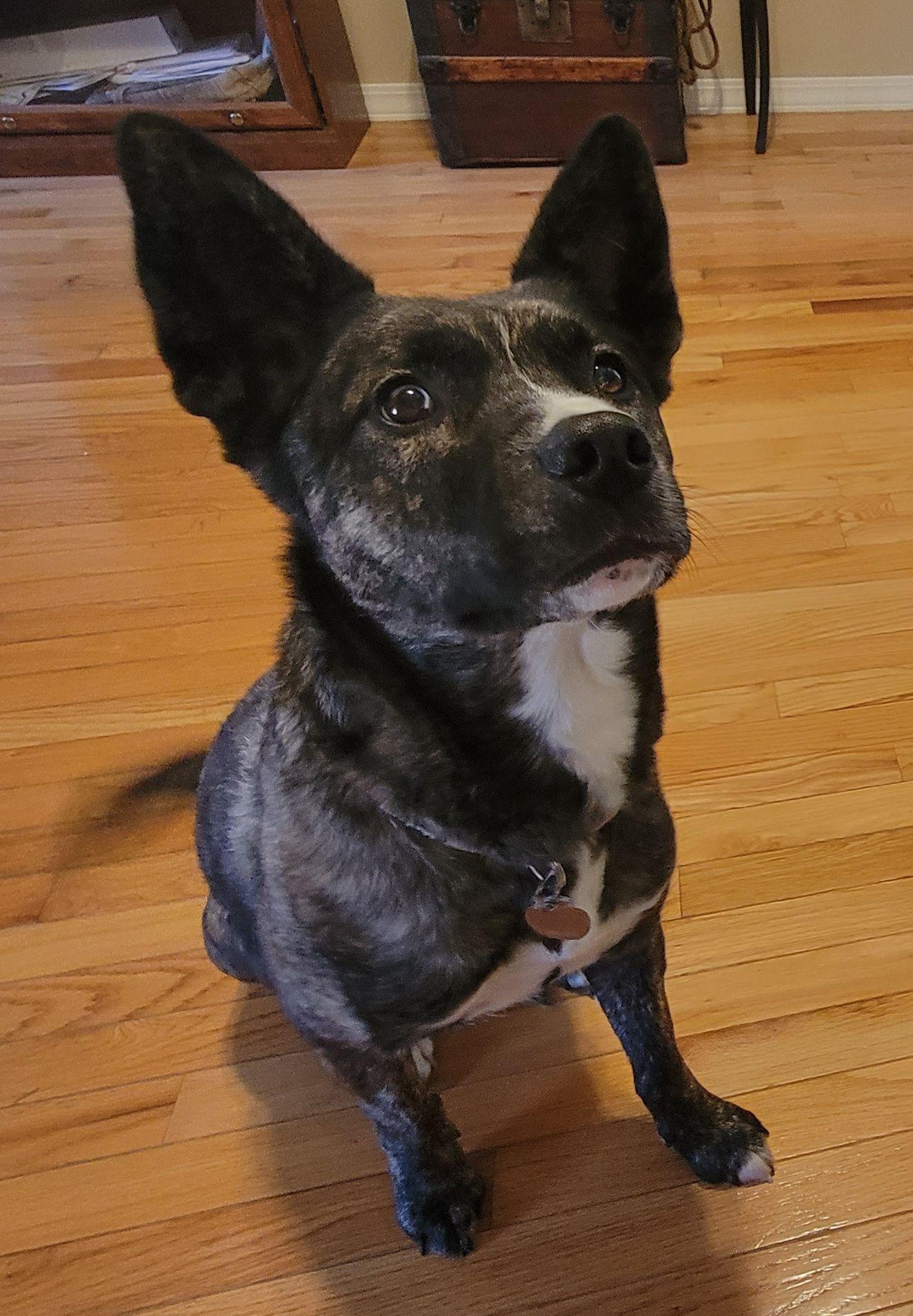 Enlarge Buttercup, a Adopted mixed breed in Nixa, MO image 1/2