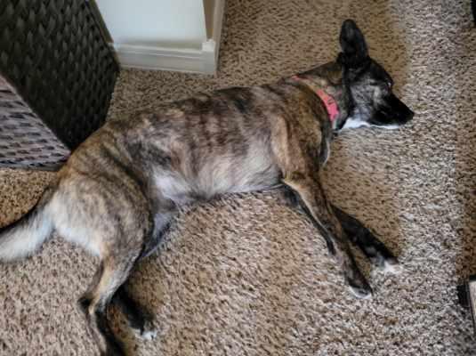 Enlarge Buttercup, a Adopted mixed breed in Nixa, MO image 2/2