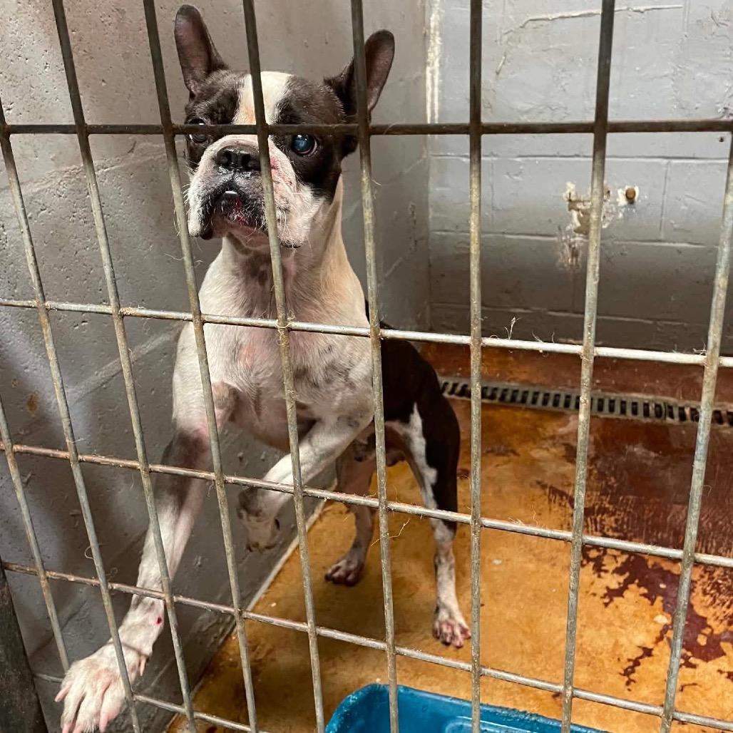 Enlarge Ben Franklin C530, a Adoptable Boston Terrier in Allen, TX image 1/6