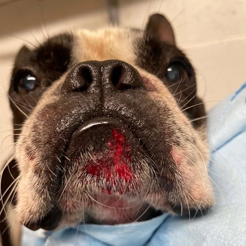 Enlarge Ben Franklin C530, a Adoptable Boston Terrier in Allen, TX image 2/6