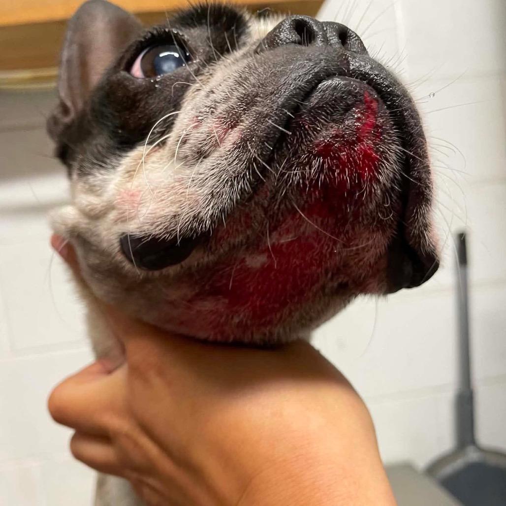 Enlarge Ben Franklin C530, a Adoptable Boston Terrier in Allen, TX image 3/6