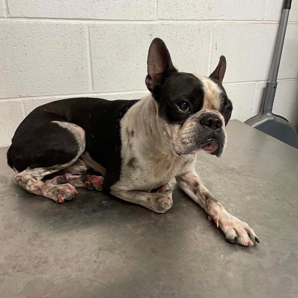 Enlarge Ben Franklin C530, a Adoptable Boston Terrier in Allen, TX image 4/6