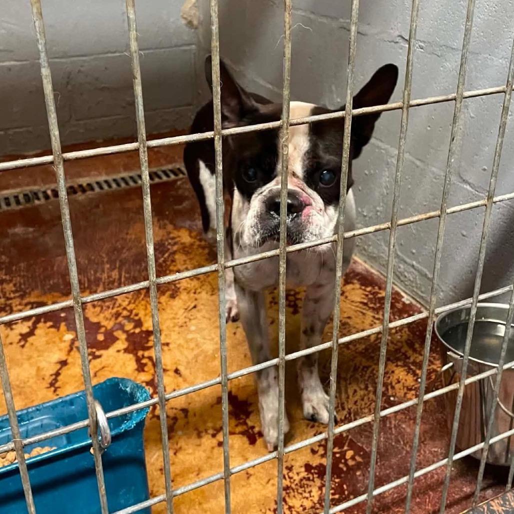 Enlarge Ben Franklin C530, a Adoptable Boston Terrier in Allen, TX image 5/6