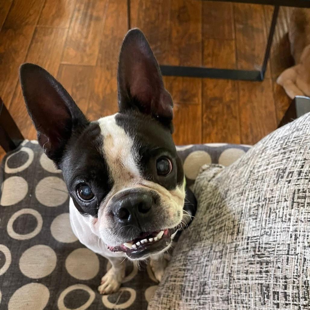 Enlarge Ben Franklin C530, a Adoptable Boston Terrier in Allen, TX image 6/6