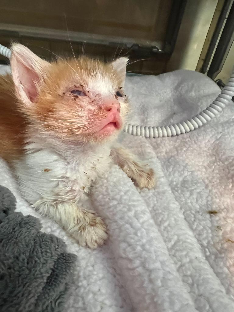 Brynn, a Adoptable mixed breed in Tulsa, OK image 2/6