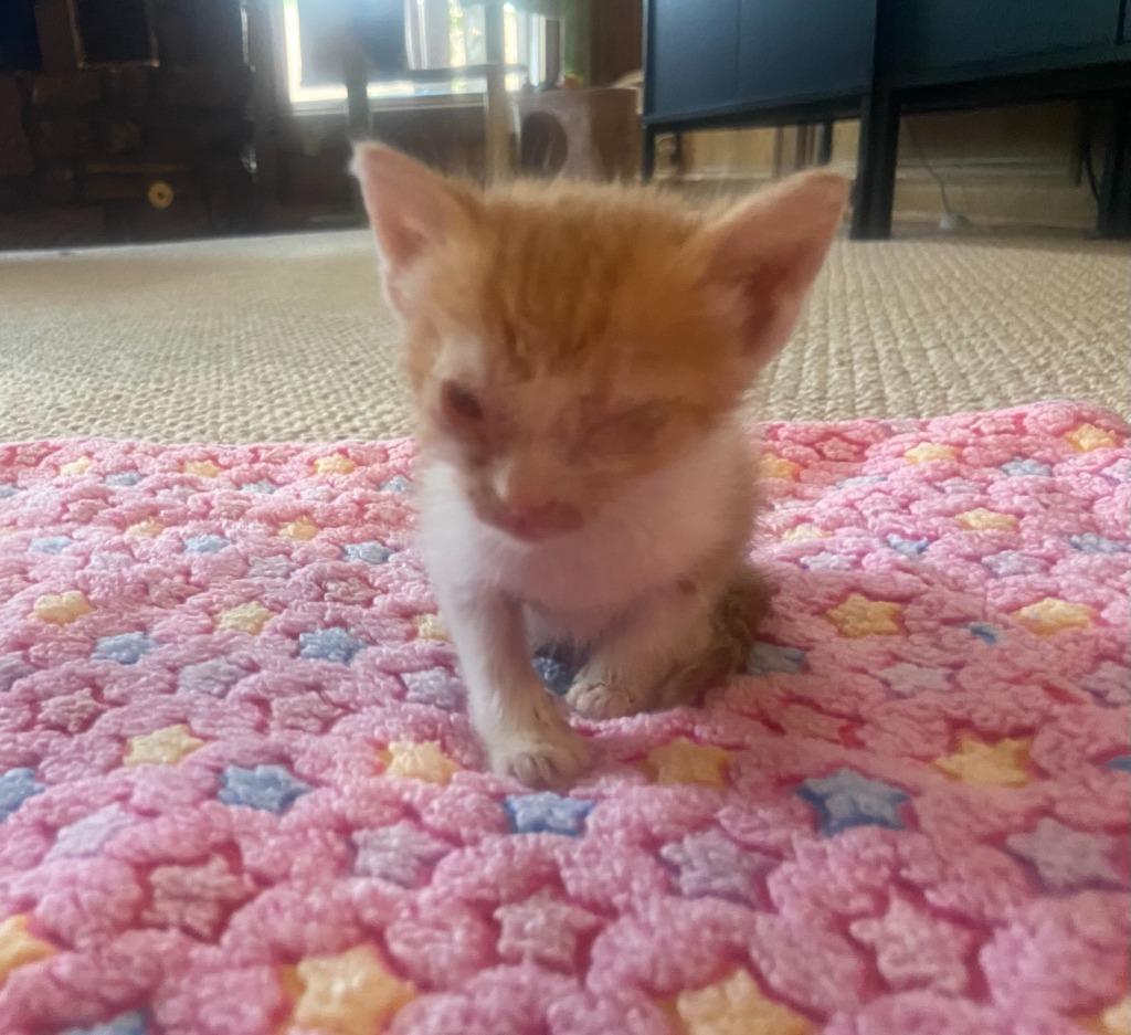 Brynn, a Adoptable mixed breed in Tulsa, OK image 3/6