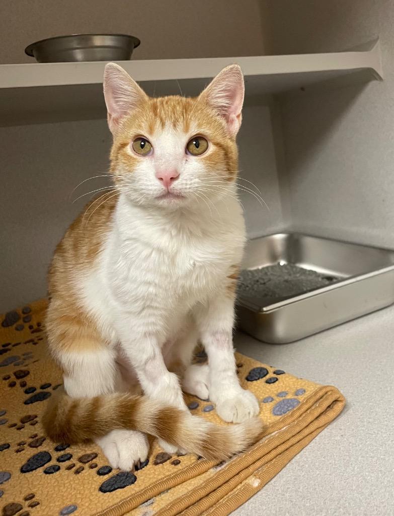 Brynn, Adoptable, Young Female Domestic Short Hair.