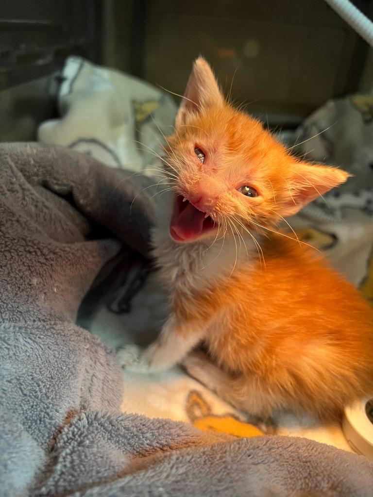 Brynn, a Adoptable mixed breed in Tulsa, OK image 5/6