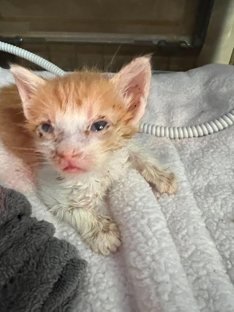 Brynn, a Adoptable mixed breed in Tulsa, OK image 6/6