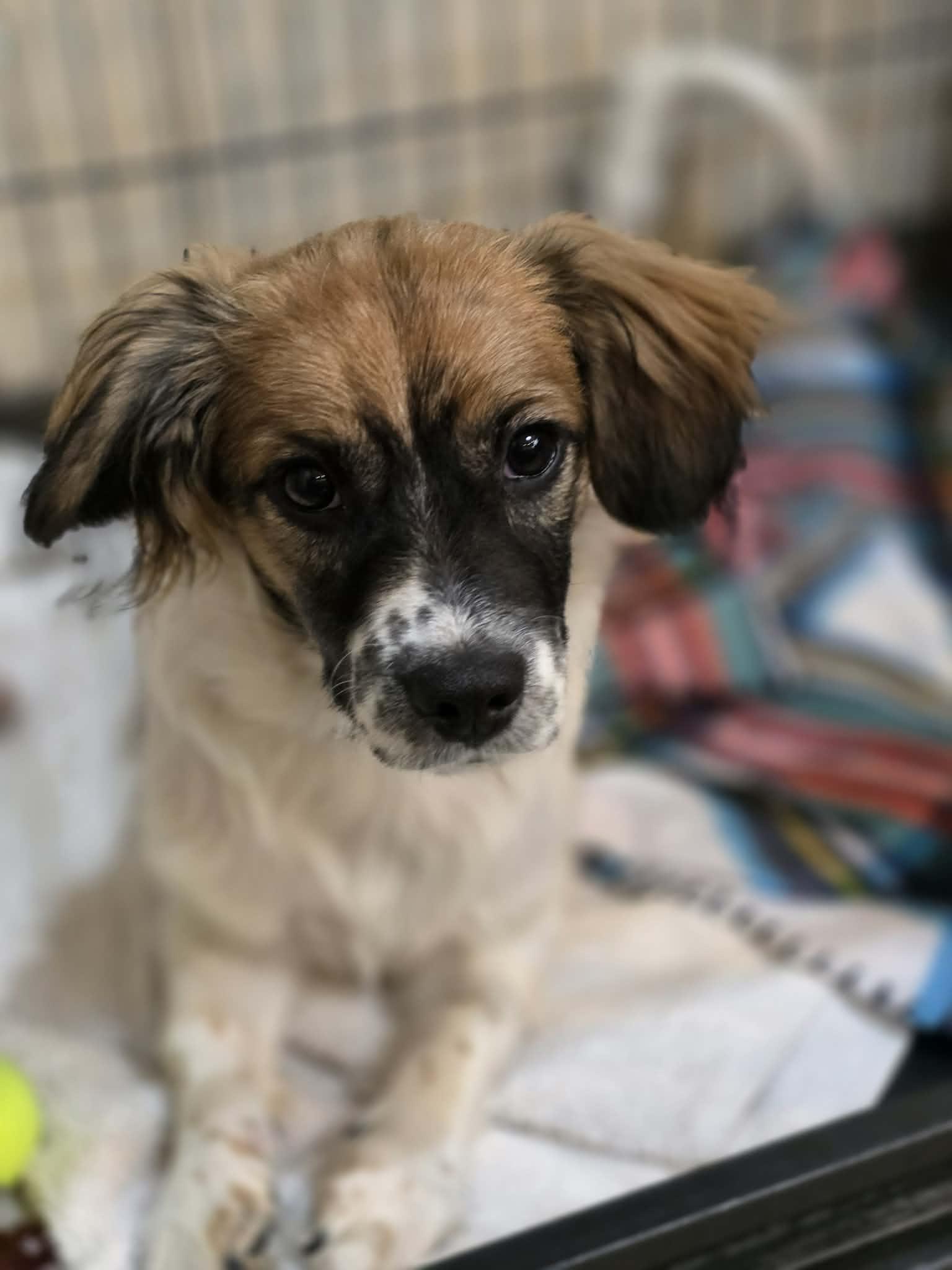 Enlarge Raleigh, an adopted mixed breed in Phoenix, AZ image 1/1